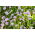Caucazian flori - selecție varietate; pincushion floare, scabioză caucaziană - 21 semințe - Scabiosa caucasica