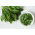 Sorrel - 2400 biji - Rumex acetosa