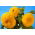 Dísznapraforgó - Sungold Tall - Helianthus annuus - Lenyűgöző magasság, élénk sárga virágok - Friss vetőmagok