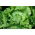 Alface Iceberg - Goplana - 450 sementes - Lactuca sativa L.
