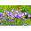 Tussock Bellflower, Carpathian Harebell - พันธุ์สีน้ำเงิน - 3000 เมล็ด - Campanula carpatica