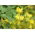 Creeper canaric, floare canarybird, viță canarybird, nasturtium canar - 8 semințe - Tropaeolum peregrinum