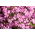 Jabonera de roca, Tumbling Ted - 450 semillas - Saponaria ocymoides