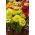 Zinnia - Dahlia-flowered - Mixed - Zinnia elegans - Bold Blooms, Stunning Floral Displays - Fresh Seeds