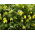 Clematis Golden Tiara, biji Bower Virgin Rusia - Clematis tangutica - 60 biji