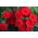 Einjähriger Phlox - rote Blüten; Sommer-Phlox, Einjährige Flammenblume 