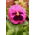 Schweizer Stiefmütterchen 'Laura' - rosa, befleckt