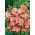 Fleur de Satin - Godetia grandiflora - 1350 graines - Sybil Sherwood