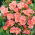 Fleur de Satin - Godetia grandiflora - 1350 graines - Sybil Sherwood
