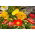 Alpine poppy - variety mix; dwarf poppy - 800 seeds