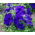 Petunie 'Cascade' Blau - Superkaskadia'