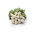Radish "Aphrodite" - white, shiny, smooth skin - 425 seeds