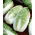 Napa kubis "Hilton" - 215 biji - Brassica pekinensis Rupr.