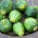 Courgette, Zucchini - Tondo di Piacenza - Early Round Zucchini for Cooking and Preserving - Fresh Seeds