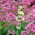 Valeriana roja, valeriana roja, bésame rápido, cepillo de zorro, barba del diablo, barba de júpiter - 50 semillas - Centranthus ruber