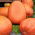 Giant squash "Golias" - 9 sjemenki - Cucurbita maxima  - sjemenke