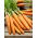 Gulrot - Berlikumer 2 - Perfection - Daucus carota