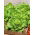 Rastlinjaka "Safir" - zimski pridelek - 450 semen - Lactuca sativa L. var. Capitata - semena