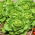 Rastlinjaka "Safir" - zimski pridelek - 450 semen - Lactuca sativa L. var. Capitata - semena
