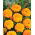 Rose d'Inde - Tagetes patula nana - 315 graines - Petite Gold