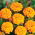 Rose d'Inde - Tagetes patula nana - 315 graines - Petite Gold