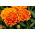 Studentenblume "Giant Bicolour" - Mahagoni-Rot mit Goldrand - 158 Samen