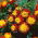 French marigold "King Tut"