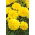 Tagetes patula nana - Opret - citron farve - frø