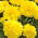 Tagetes patula nana - Opret - citron farve - frø