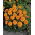 ดอกดาวเรืองฝรั่งเศส "Kora" - ดอกต่ำสีส้ม - Tagetes patula L. - เมล็ด