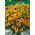 Tagetes - Sammets - Beata - honey-carmine - Tagetes patula - frön