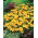 French marigold "Favourite" - single flower variety