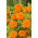 Fløjlsblomst - Opret - Mona - appelsin - Tagetes erecta  - frø