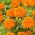 Fløjlsblomst - Opret - Mona - appelsin - Tagetes erecta  - frø