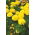 Großblumige Studentenblume "Mona"