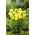 Nagy büdöske - Alaska - 540 magok - Tagetes erecta