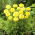 Nagy büdöske - Alaska - 540 magok - Tagetes erecta