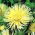 Callistephus chinensis - Nel - semi