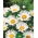 Aster nain "Pepite" - blanc - 