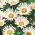 Aster enano "Pepite" - blanco - 