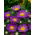 Callistephus chinensis -  Pepite -  violet - zaden