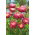 Prinzess Aster "Tristan" - Purpur-Kirschrot - 225 Samen
