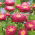 Prinzess Aster "Tristan" - Purpur-Kirschrot - 225 Samen
