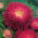 Princess aster "Dawn" - crimson-pink - 225 seeds
