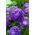 Aster berbunga peony "Lazuryt" - 450 biji - Callistephus chinensis 