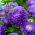 Aster berbunga peony "Lazuryt" - 450 biji - Callistephus chinensis 