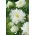 Pfingstrosen-Aster "Nymph" - 450 Samen