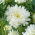 Pfingstrosen-Aster "Nymph" - 450 Samen