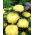 Pfingstrosen-Aster "Sonata" - 450 Samen - 