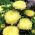 Pfingstrosen-Aster "Sonata" - 450 Samen - 